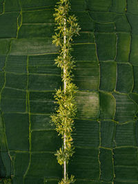 Close-up of plant