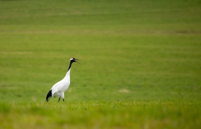Side view of a bird on a field