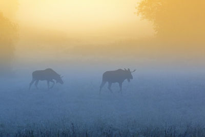 View of an animal on field during sunset