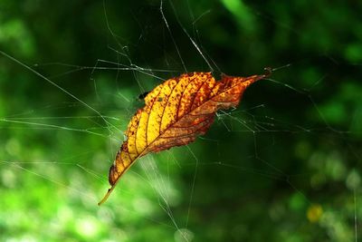 Close-up of insect on spider web