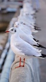 Close-up of seagull perching on railing