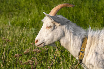 View of a horse on field