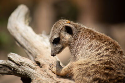 Close-up of an animal