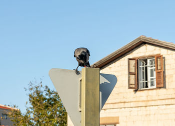 Low angle view of bird perching on building against sky