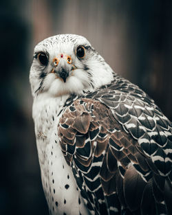 Close-up portrait of owl