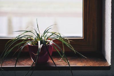 Close-up of potted plant on window sill at home