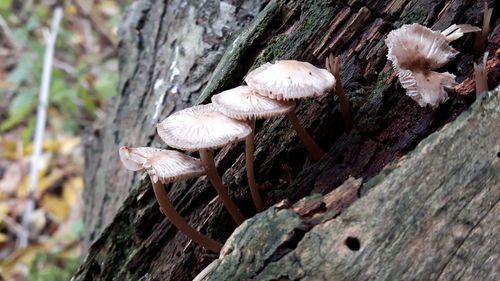 Close-up of mushrooms