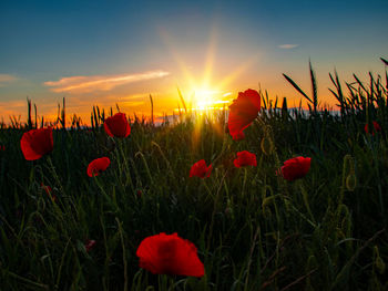 Close-up of red poppy flowers in field