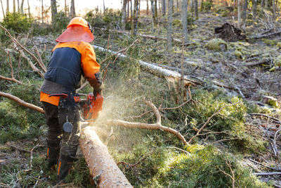 Male lumberjack cutting tree with chainsaw