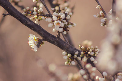 Close-up of cherry blossoms in spring