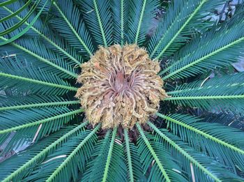 Close-up of flower growing outdoors