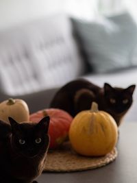 Portrait of a cat on plate at home