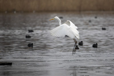 A great egret landing on a lake platform.