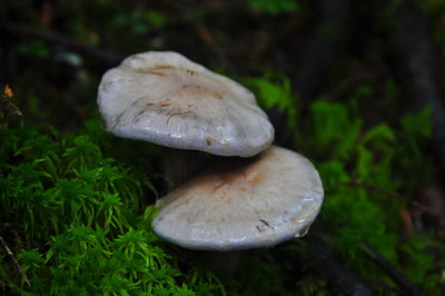 Close-up of mushroom