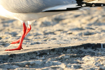 Close-up of bird against water