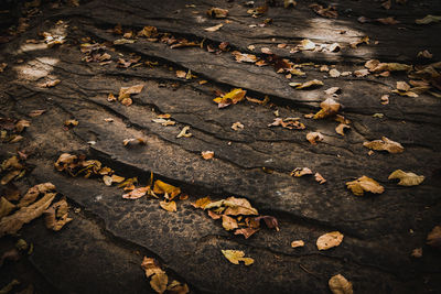 High angle view of leaves fallen on field during autumn