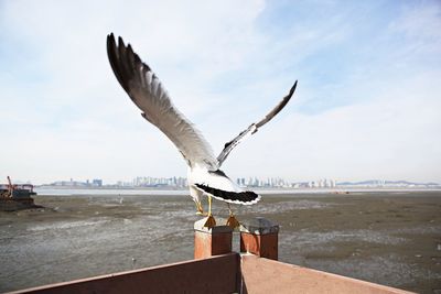 Seagulls flying over sea against sky