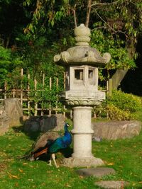 Bird perching on tree against plants