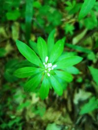 High angle view of small plant