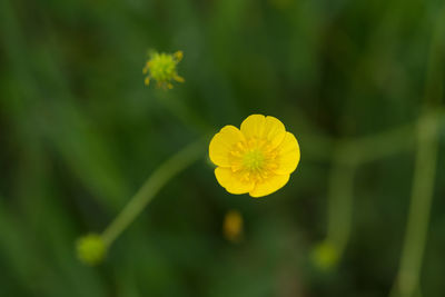 Close-up of yellow flower