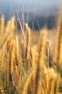 Close-up of grass growing in field