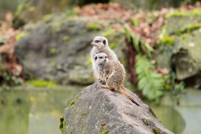 Meerkats relaxing on rock