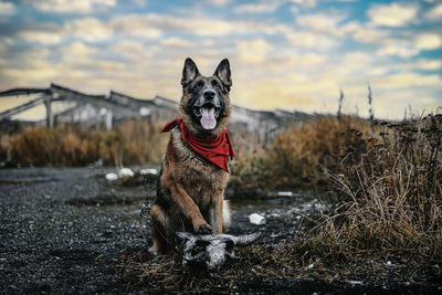 Portrait of dog on field