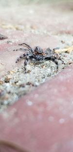 Close-up of lizard on sand