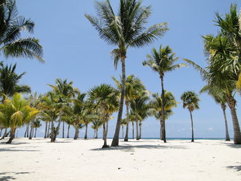 Palm trees on beach against clear blue sky