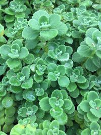 Full frame shot of wet plants growing on field