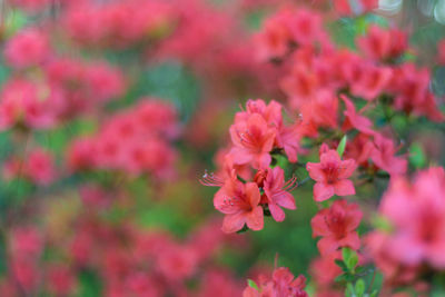 Close-up of pink flowering plants