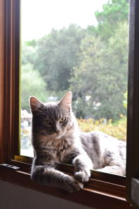 Close-up portrait of cat sitting on window sill