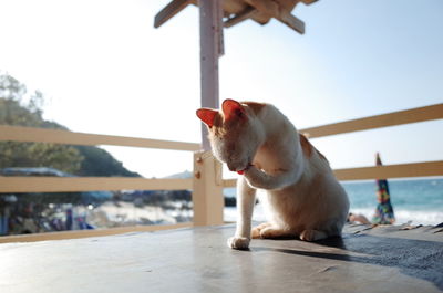 Close-up of cat
