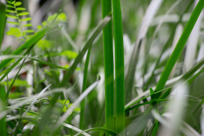 Close-up of fresh green grass in field