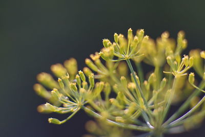 Close-up of yellow flowering plant