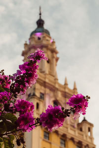 Low angle view of pink flowers blooming in park