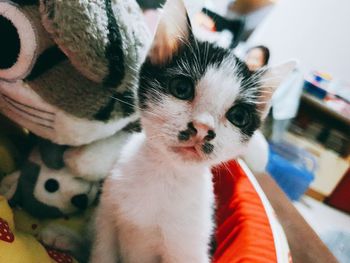 Close-up of cat looking away