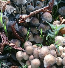 Close-up of plant growing on field