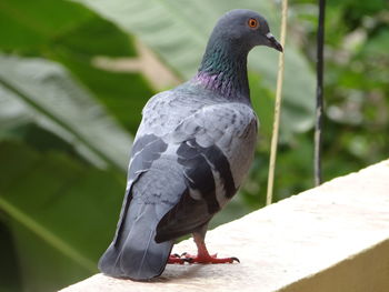 Close-up of pigeon perching on retaining wall