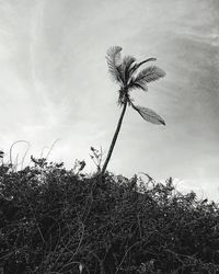 Low angle view of flowering plant on field against sky