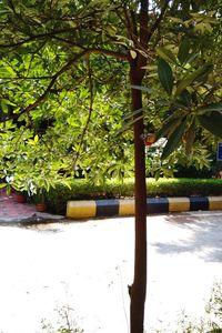 Plants hanging from tree in park