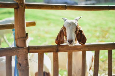 View of an animal against blurred background