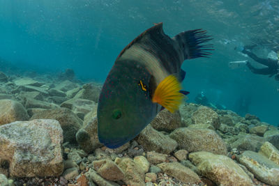 View of fish swimming in sea