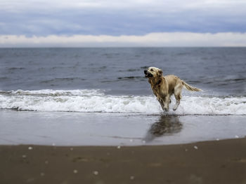 Dog on beach against sky