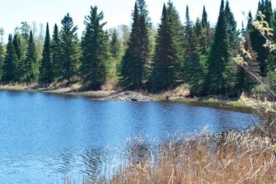 Scenic view of lake in forest against sky