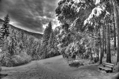 Trees on snow covered landscape against sky