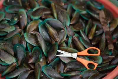 Green mussels displayed and sold at the traditional market, indonesia.