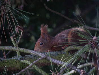 Close-up of squirrel on branch