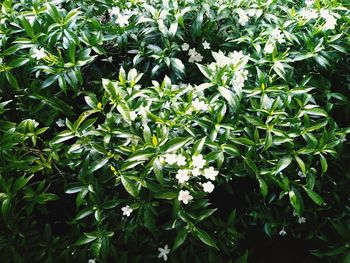 Close-up of green leaves in garden