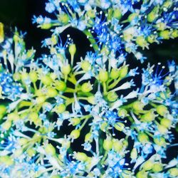 Close-up of blue flowers blooming outdoors